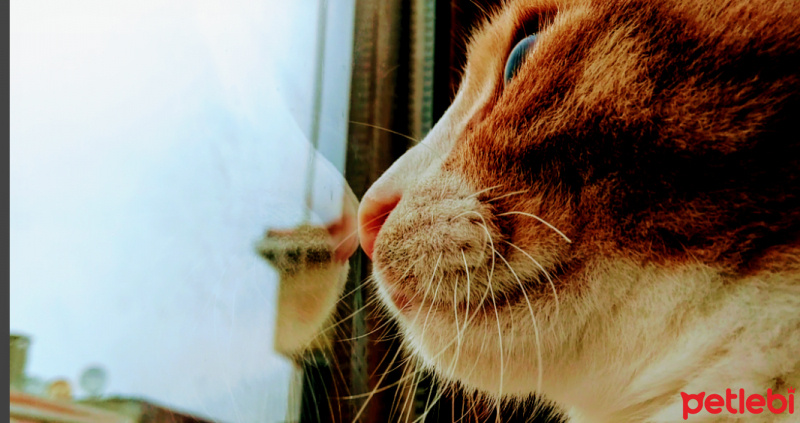 Tekir Kedi, Kedi  Venüs fotoğrafı