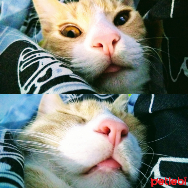 Tekir Kedi, Kedi  Venüs fotoğrafı