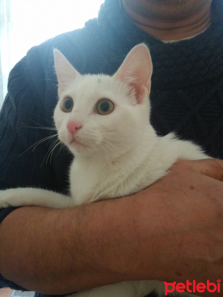 Ankara Kedisi, Kedi  Minnoş fotoğrafı