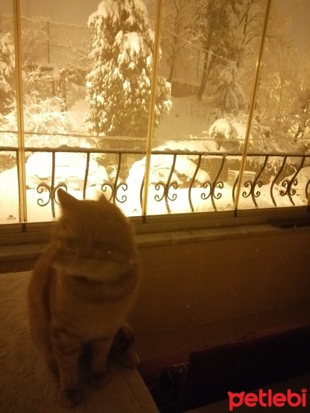 Sarman, Kedi  Zeus fotoğrafı