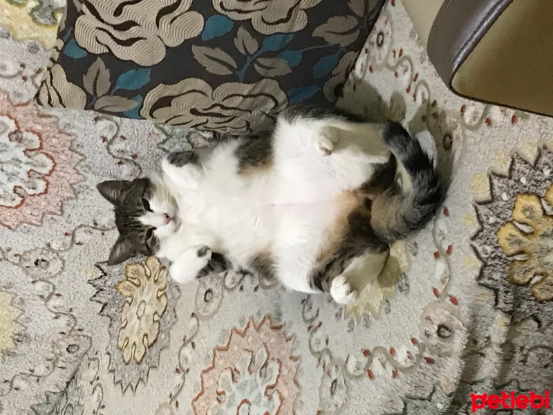 Tekir Kedi, Kedi  Gümüş fotoğrafı