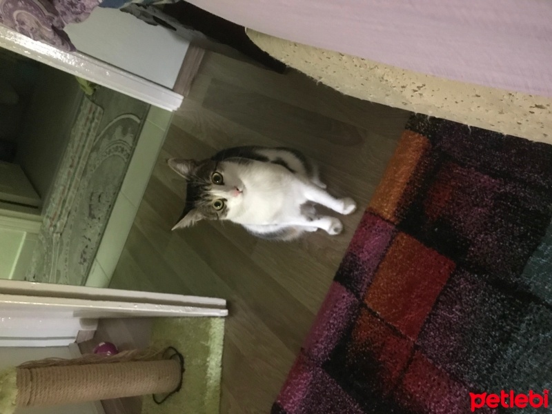 Tekir Kedi, Kedi  Gümüş fotoğrafı