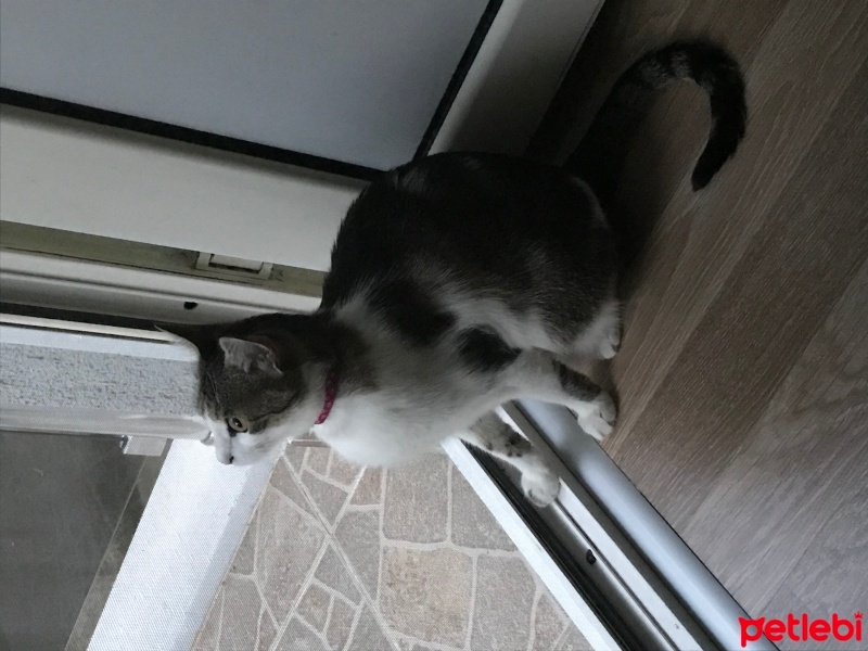 Tekir Kedi, Kedi  Gümüş fotoğrafı