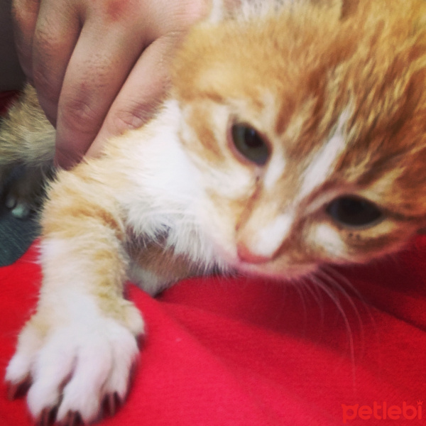 Cymric, Kedi  Tarçın  fotoğrafı