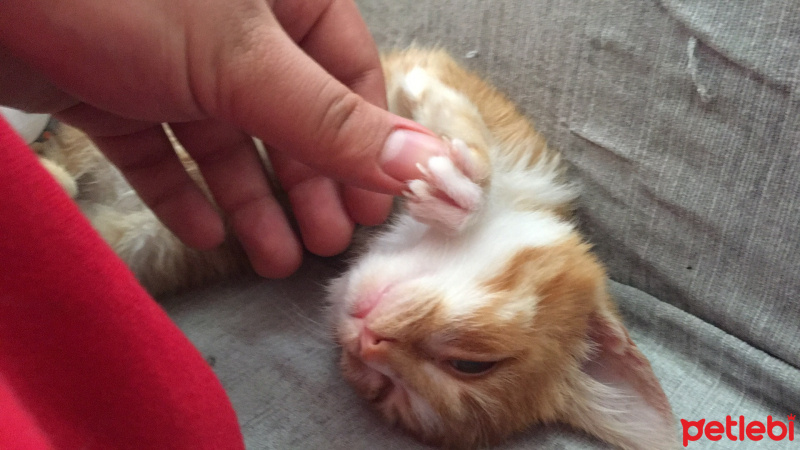 Cymric, Kedi  Tarçın  fotoğrafı