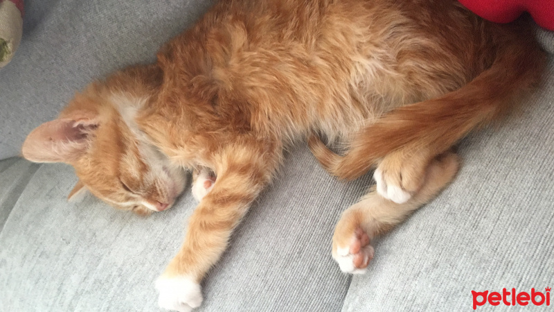 Cymric, Kedi  Tarçın  fotoğrafı