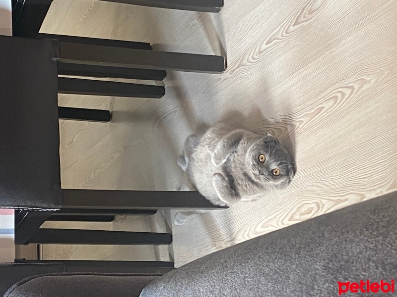 Scottish Fold, Kedi  Venüs fotoğrafı