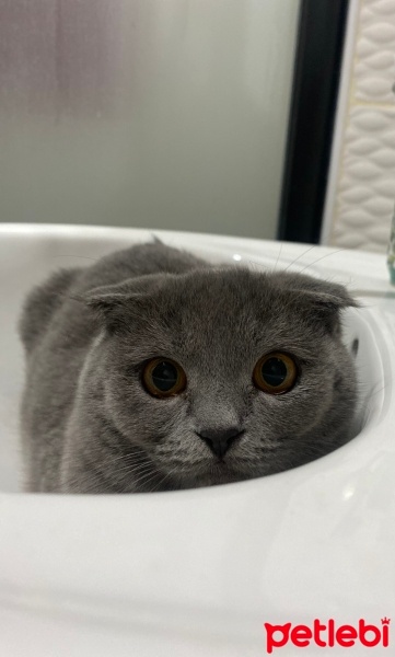 Scottish Fold, Kedi  Venüs fotoğrafı