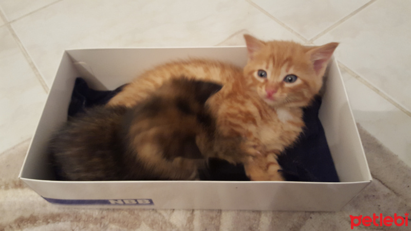 Tekir Kedi, Kedi  Pasa fotoğrafı