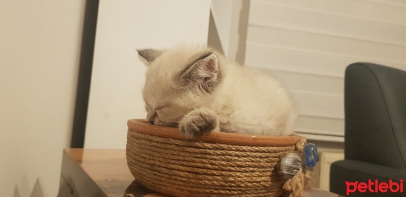 British Shorthair, Kedi  zeus fotoğrafı