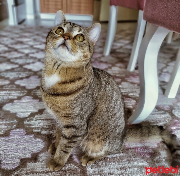 Scottish Fold, Kedi  Yumak fotoğrafı