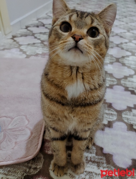 Scottish Fold, Kedi  Yumak fotoğrafı
