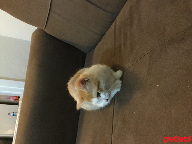 Tekir Kedi, Kedi  Fıstık fotoğrafı