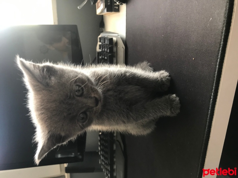 British Shorthair, Kedi  Gölge fotoğrafı