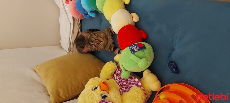 Tekir Kedi, Kedi  Zeus fotoğrafı