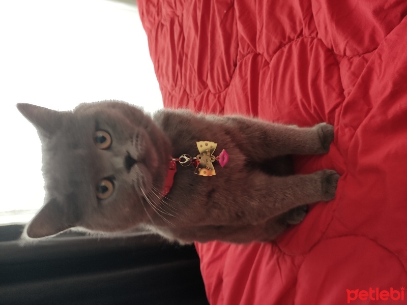 British Shorthair, Kedi  Asya fotoğrafı