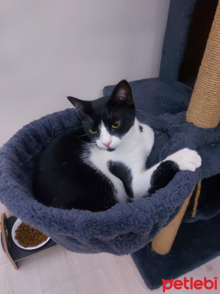 Tekir Kedi, Kedi  Siyah fotoğrafı