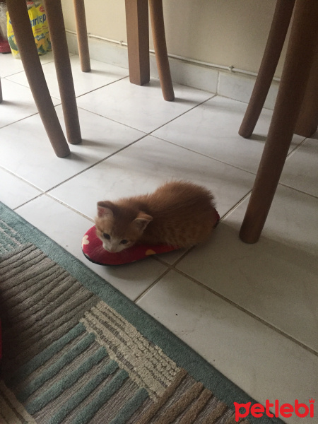 Tekir Kedi, Kedi  Tarçın fotoğrafı