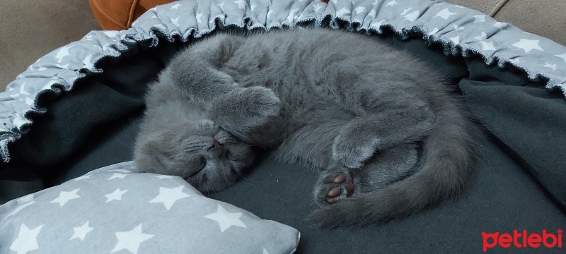 Scottish Fold, Kedi  Hera fotoğrafı