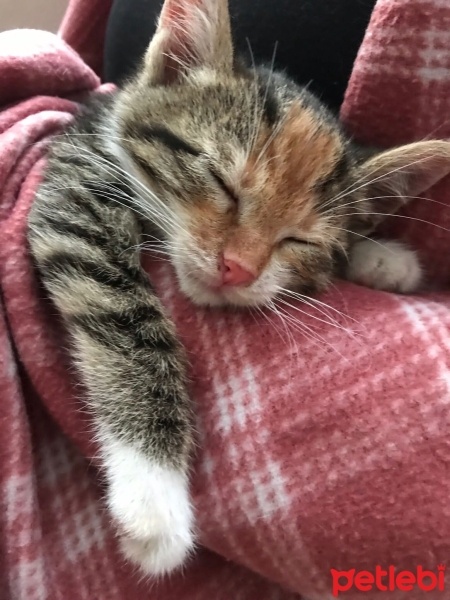 Tekir Kedi, Kedi  Tarçın fotoğrafı