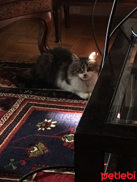 Norwegian Forest, Kedi Camille fotoğrafı