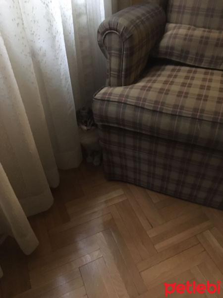 Norwegian Forest, Kedi Camille fotoğrafı