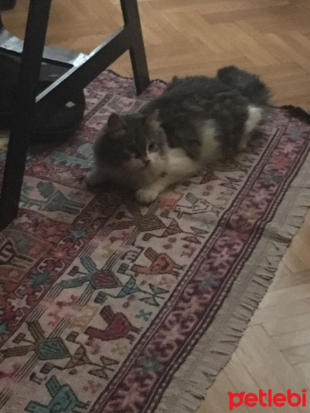 Norwegian Forest, Kedi Camille fotoğrafı