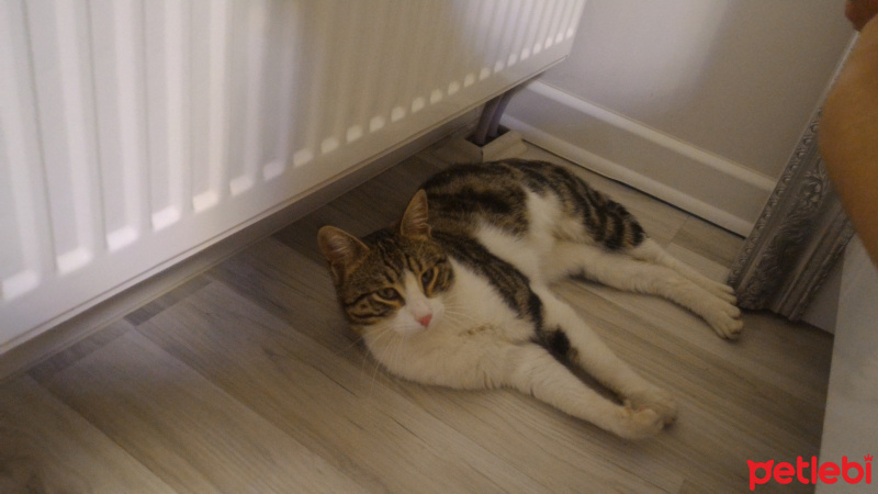 Australian Mist, Kedi Pisi fotoğrafı