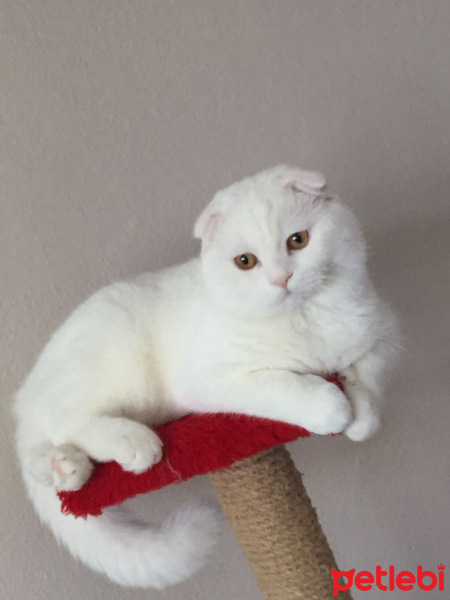 Scottish Fold, Kedi Behzat fotoğrafı