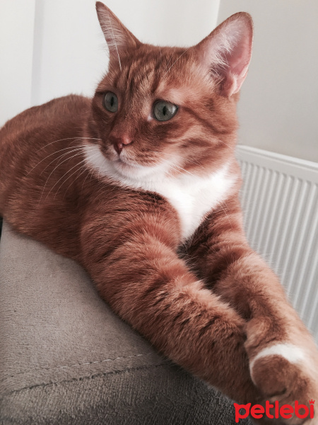 Tekir Kedi, Kedi Pancar Efe fotoğrafı