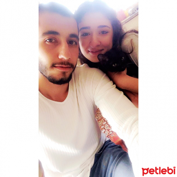 Tekir Kedi, Kedi Felix fotoğrafı