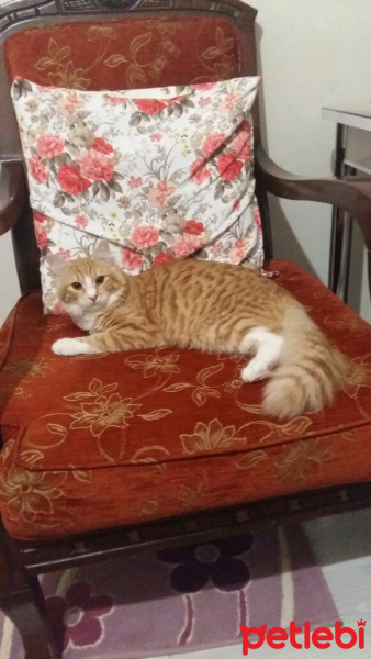 Tekir Kedi, Kedi Ponçık fotoğrafı