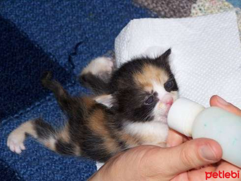 Tekir Kedi, Kedi Kediler fotoğrafı