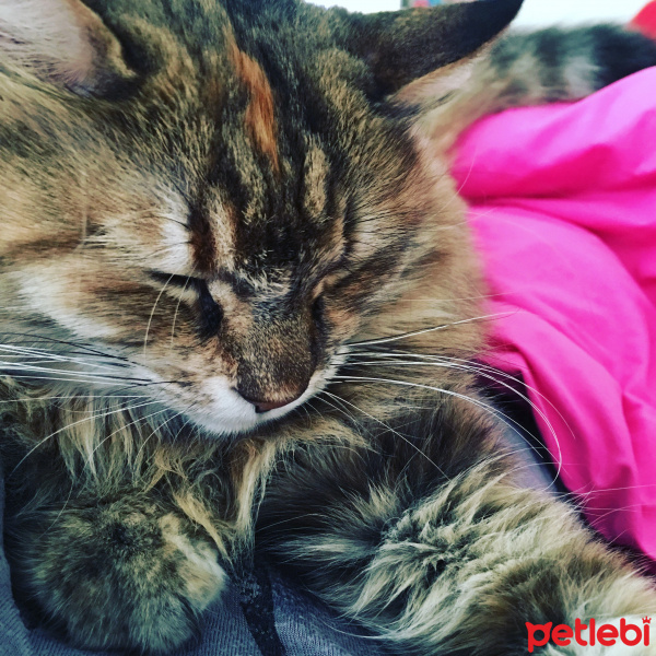 Tekir Kedi, Kedi Zuzu Matmazel fotoğrafı