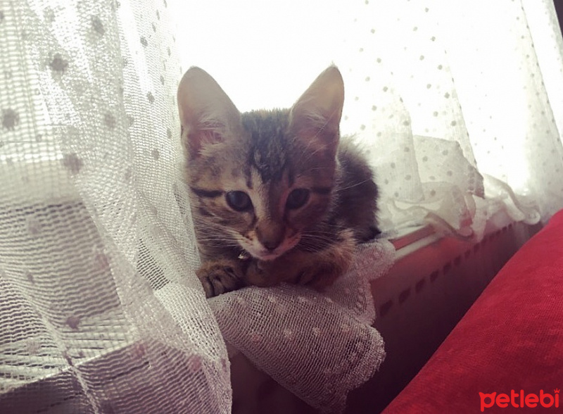 Tekir Kedi, Kedi Maya fotoğrafı
