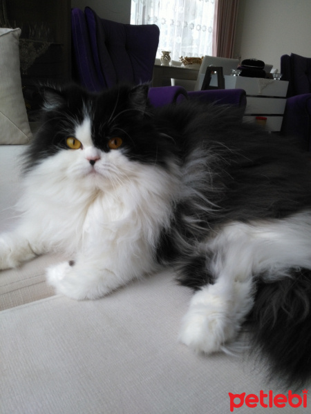 Chinchilla, Kedi Luliçka fotoğrafı