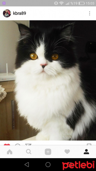 Chinchilla, Kedi Luliçka fotoğrafı