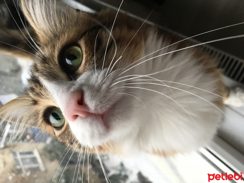 Sibirya Kedisi, Kedi Pala fotoğrafı