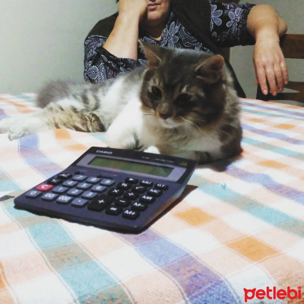 Tekir Kedi, Kedi Mars fotoğrafı