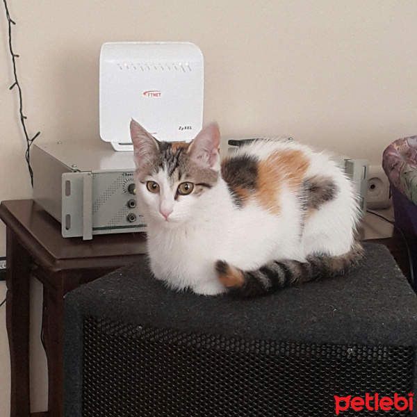 Tekir Kedi, Kedi Lily fotoğrafı