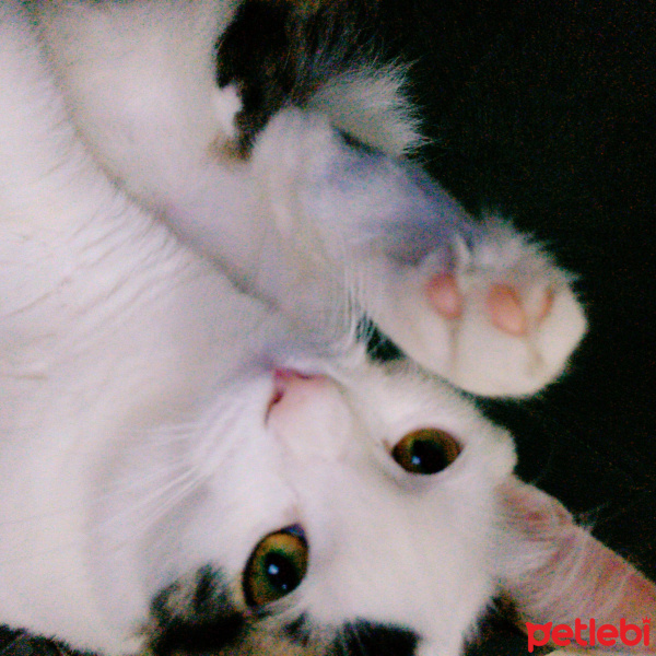 Tekir Kedi, Kedi Shakespeare fotoğrafı