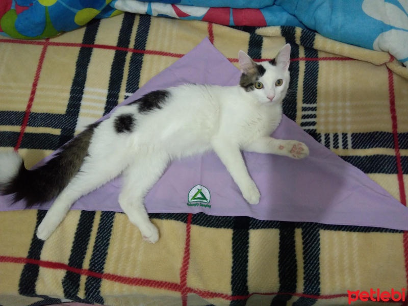 Tekir Kedi, Kedi Shakespeare fotoğrafı