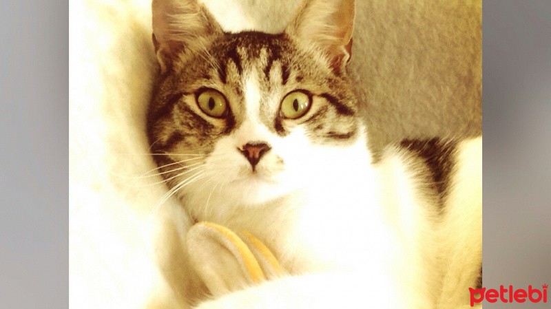 Tekir Kedi, Kedi Mars fotoğrafı