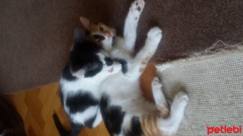 Soke, Kedi tırmık fotoğrafı