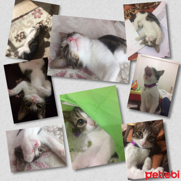 Tekir Kedi, Kedi Deniz fotoğrafı