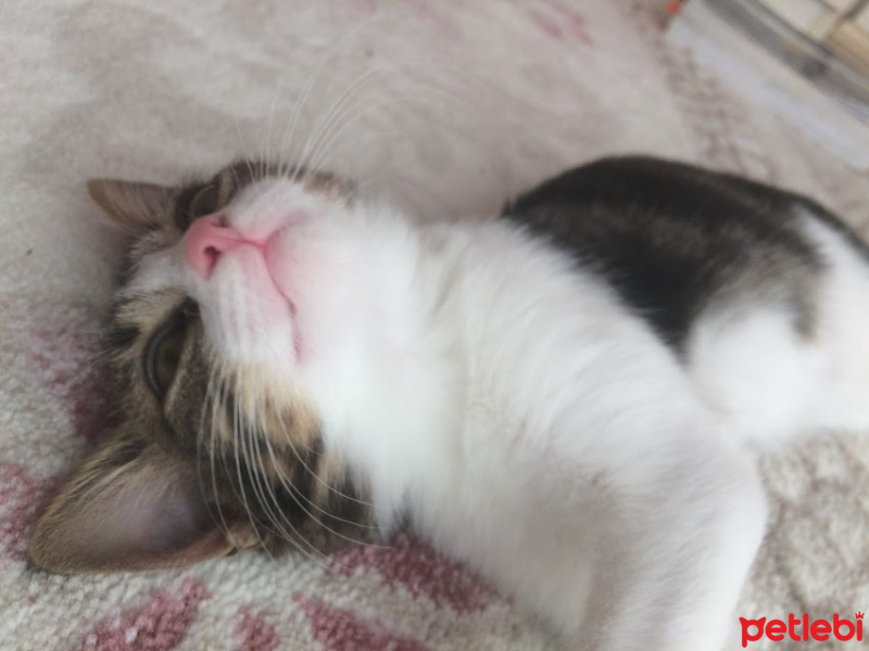 Tekir Kedi, Kedi Deniz fotoğrafı