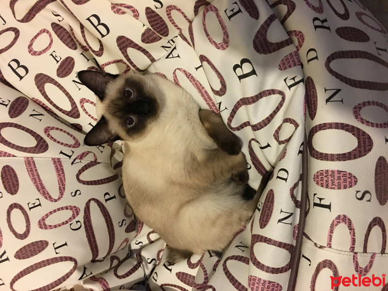 Siyam Kedisi, Kedi Mocha fotoğrafı