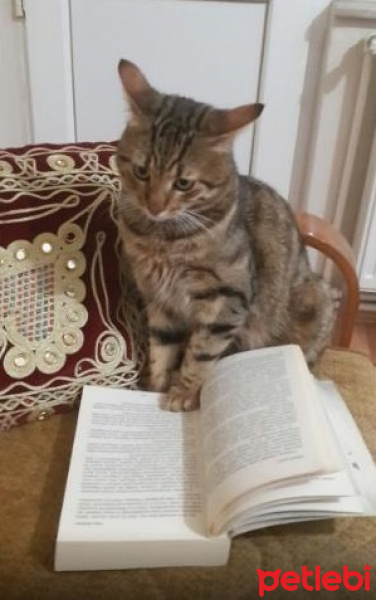 Tekir Kedi, Kedi merk fotoğrafı