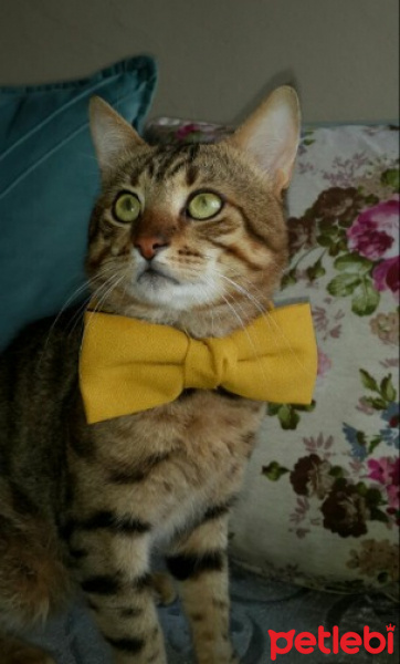 Tekir Kedi, Kedi merk fotoğrafı