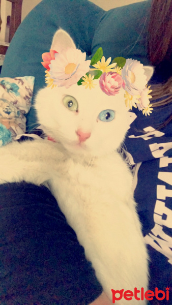 Van Kedisi, Kedi Gandalf fotoğrafı